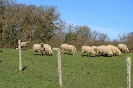 Life Green Sheep : Cap sur un élevage ovin vert et durable | Elevage et environnement | Scoop.it