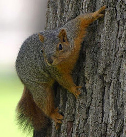 Do squirrels have the run of your garden? | Gardening Life | Scoop.it