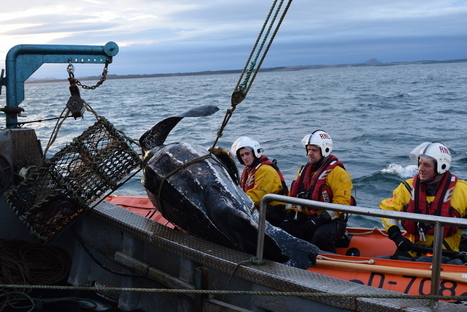 ILB assists with leather back turtle recovery. | Biodiversité | Scoop.it