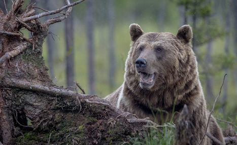Jopa 10 karhua kerralla samalla pellolla &ndash; Karhujen m&auml;&auml;r&auml; kasvaa Pohjois-Karjalassa Ven&auml;j&auml;lt&auml; tulevilla kontioilla | 1Uutiset - Lukemisen t&auml;hden | Scoop.it