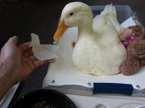 PHOTOS: Duck Gets New Foot, Thanks To 3D Printer | 21st Century Innovative Technologies and Developments as also discoveries, curiosity ( insolite)... | Scoop.it