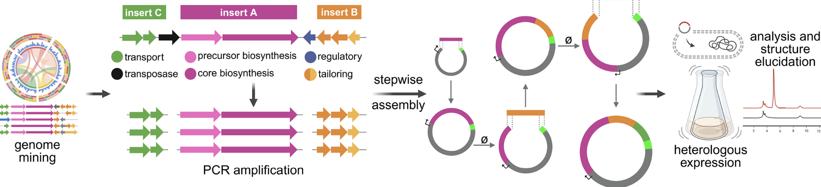 A guide to Direct Pathway Cloning (DiPaC) for n...