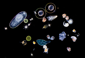 Le plancton, c'est quoi exactement ? | Variétés entomologiques | Scoop.it