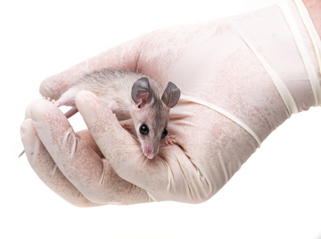 Advances in Graves' disease, including a new mouse model | Genetic Engineering Publications - GEG Tech top picks | Scoop.it