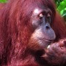 Orangutans develop different cultures like humans (Wired UK) | Science News | Scoop.it