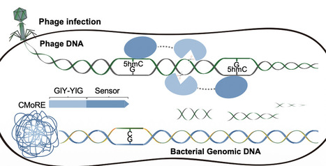 A bacterial defense system targeting modified cytosine of phage genomic DNA | Ncm | RMH | Scoop.it