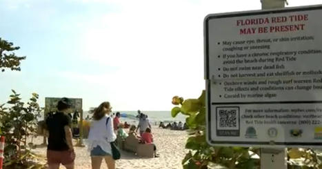Florida beaches could be dealt a one-two punch of red tide and giant seaweed blob - CBS News | Agents of Behemoth | Scoop.it