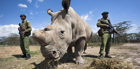 Welcome to the wild world of rhino conservation | Sustainability Science | Scoop.it