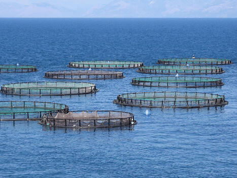 MOROCCO aquaculture: 244 projects face the production test | CIHEAM Press Review | Scoop.it
