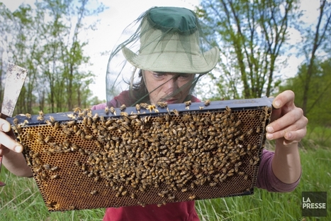 Les abeilles menacées par un pesticide omniprésent | Variétés entomologiques | Scoop.it