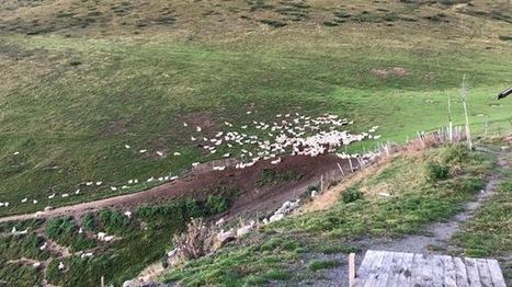 L'ours, mouton noir des Pyrénées - France-Inter | Vallées d'Aure & Louron - Pyrénées | Scoop.it