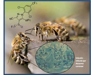 Une explication sur la mortalité des Abeilles | Planète DDurable | Scoop.it