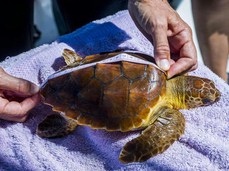 Les tortues marines sous surveillance en PACA | Biodiversité | Scoop.it