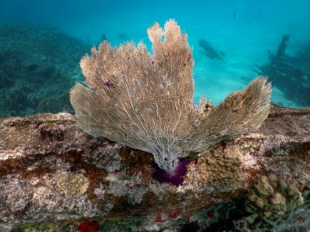 Climat: le blanchissement mondial des coraux bat record sur record | Toxique, soyons vigilant ! | Scoop.it