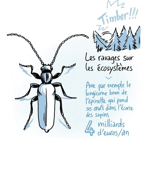 La guerre des fourmis | Biodiversité | Scoop.it