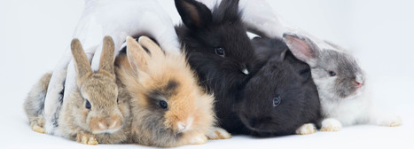 Could Stem Cells eventually replace Animal Testing in Drug Development? | Animal Models - GEG Tech top picks | Scoop.it