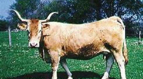 La vache Béarnaise a échappé à la disparition | Actualités de l'élevage | Scoop.it
