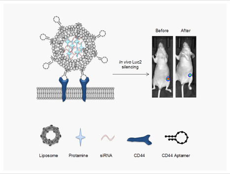 Nanomédicaments guidés par des aptamères pour le ciblage de cellules tumorales exprimant le récepteur CD44 et la délivrance intracellulaire d’ARN interférents | Life Sciences Université Paris-Saclay | Scoop.it