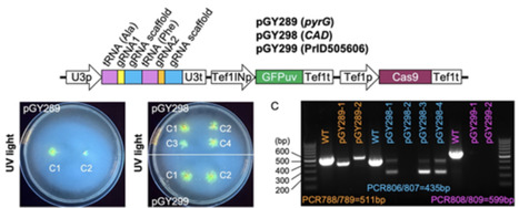 Engineering GFPuv Reporters for Visual Screening across Filamentous Fungi to Enable CRISPR Genome Editing in Aspergillus pseudoterreus | asb | RMH | Scoop.it