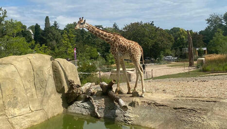 EN IMAGES - Zoo de Mulhouse : girafes, gazelles, un hippopotame nain accueillis dans l'espace "Horizon Afrique" - ici | Alsace Actu | Scoop.it