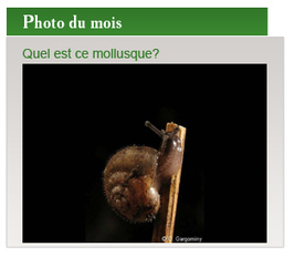 (2014) Retour sur la rencontre Espèces végétales invasives en ville | Paysage - Agriculture | Scoop.it