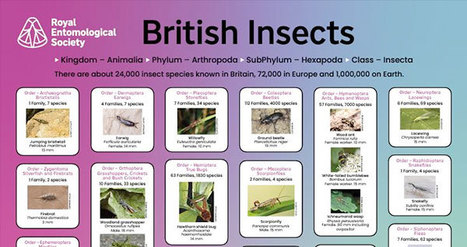 Un poster couvrant tous les groupes ou ordres taxonomiques d'insectes en Grande-Bretagne | Insect Week | Insect Archive | Scoop.it