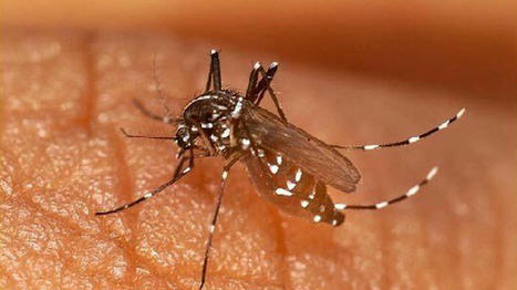 Dengue : comment lutter contre l'expansion du moustique tigre ? | Biodiversité - @ZEHUB on Twitter | Scoop.it