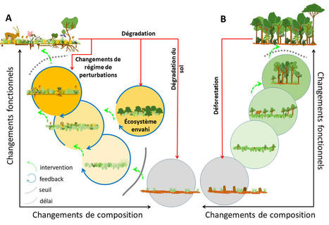 Utilisons les écosystèmes herbacés anciens pour fixer des objectifs ambitieux de restauration écologique | Biodiversité | Scoop.it