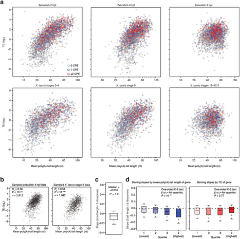 Poly(A)-tail profiling reveals an embryonic switch in translational control : Nature : Nature Publishing Group | Plant and Seed Biology | Scoop.it