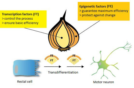 Sequential histone-modifying activities determine the robustness of transdifferentiation | Genetics - GEG Tech top picks | Scoop.it