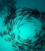Mexique : un boom d’espèces marines dans la réserve de Cabo Pulmo | Biodiversité - @ZEHUB on Twitter | Scoop.it
