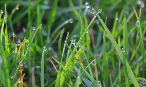« Almes gouttelettes » : tout bord de feuille désaltère et nourrit les insectes, les bons comme les mauvais, partout et toujours | EntomoNews | Scoop.it