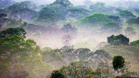 Amazon Rainforest - Brazil's conservation strategy. | Stage 5 Sustainable Biomes | Scoop.it