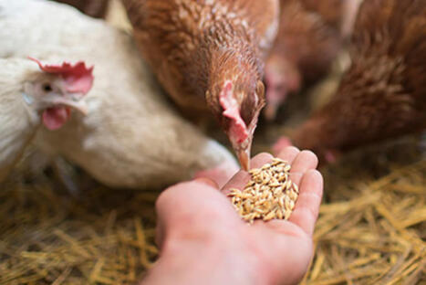 Nourrir les animaux avec des déchets comestibles, une piste prometteuse pour valoriser la biomasse | Innovation Agro-activités et Bio-industries | Scoop.it