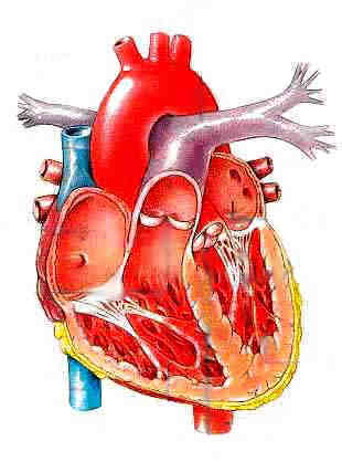 Human Body Grade 5 Science | Scoop.it