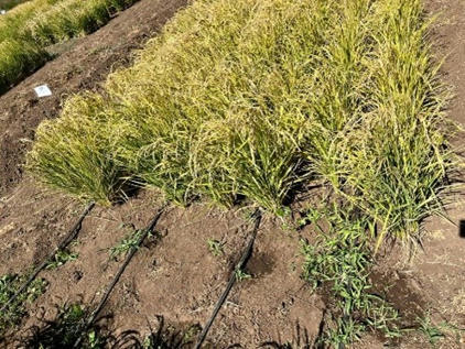 CHILE: Co-Innovando para Una Producción de Arroz Más Sostenible y Sensible al Clima en Chile | SRI Global News: June - October 2023 **sririce.org -- System of Rice Intensification | Scoop.it