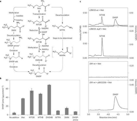 Dimethylsulfoniopropionate biosynthesis in marine bacteria and identification of the key gene in this process | RMH | Scoop.it