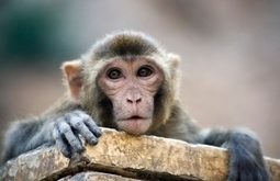 Monkey vaccine hints at how to stop HIV : Nature News & Comment | Virology News | Scoop.it