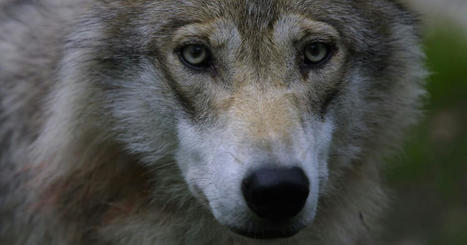 Yle poll: Most MPs ready to downgrade wolf protection status | Yle News | Yle | 1Uutiset - Lukemisen tähden | Scoop.it