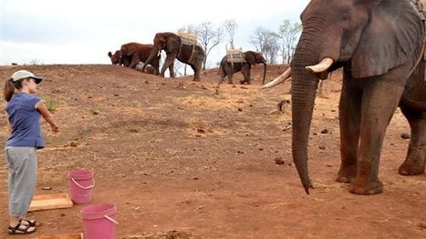 L'éléphant comprend ce qu'on lui pointe du doigt | Culture Histoire Littérature | Scoop.it