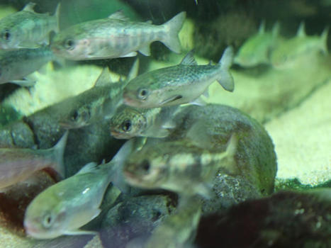 Toulouse. La question pas si bête : quelles espèces de poissons nagent dans la Garonne ? | La lettre de Toulouse | Scoop.it