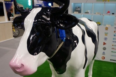 Huawei veut connecter... un milliard de vaches en 4G | Elevage et num&eacute;rique | Scoop.it