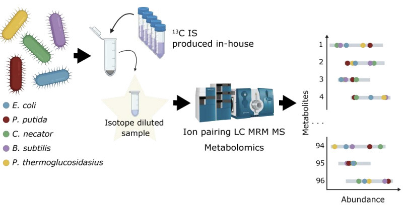 A Robust Isotope Ratio LC-MS/MS Workflow for Hi...