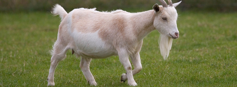 Tesco suspends goat's milk supplier over animal abuse | Sustainable Procurement News | Scoop.it