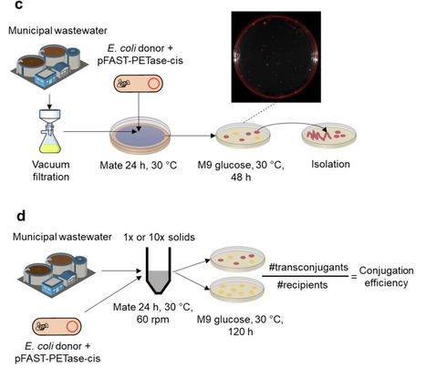 Degradation of PET Plastics by Wastewater Bacteria Engineered via Conjugation | Brvbe | RMH | Scoop.it