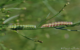 Chenille de Cucullie de l'Aster (Cucullia asteris), Star-wort caterpillar | Camargue Nature | Scoop.it