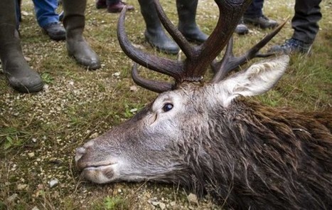 Bient&ocirc;t la chasse obligatoire pour les propri&eacute;taires ? | Plan&egrave;te, Nature et Biodiversit&eacute; | Scoop.it