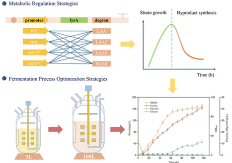 Metabolic Control for High-Efficiency Ectoine Synthesis in Engineered Escherichia coli | asb | RMH | Scoop.it