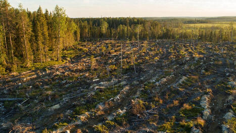 Google accus&eacute;e d&rsquo;avoir d&eacute;truit une for&ecirc;t enti&egrave;re pour y construire ses data centers, une catastrophe &eacute;cologique | Infrastructures num&eacute;riques avanc&eacute;es | Scoop.it