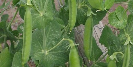 L’étonnant pari du petit pois mal nourri | Veille Scientifique Agroalimentaire - Agronomie | IPCI : Ingénierie de Produits à l'interface Cuisine-Industrie | Scoop.it
